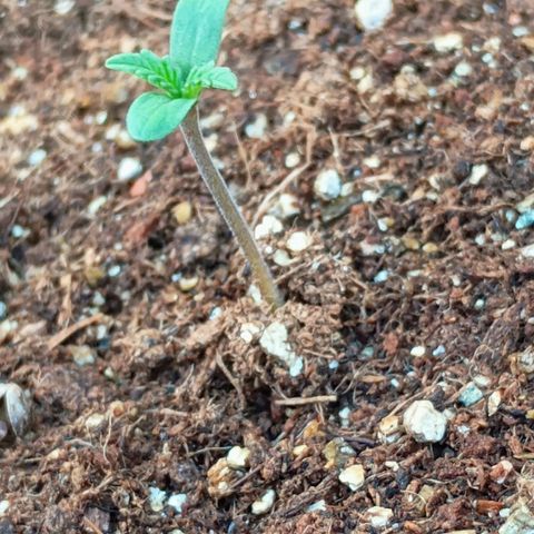Genética desconhecida growlog timeline photo