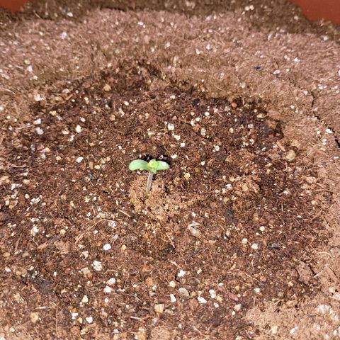 Genética desconhecida growlog timeline photo