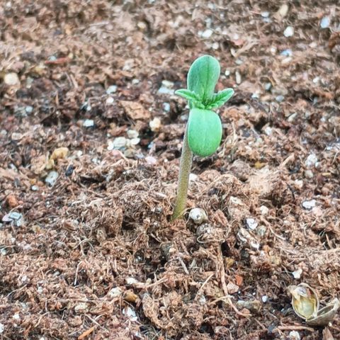 Genética desconhecida growlog timeline photo