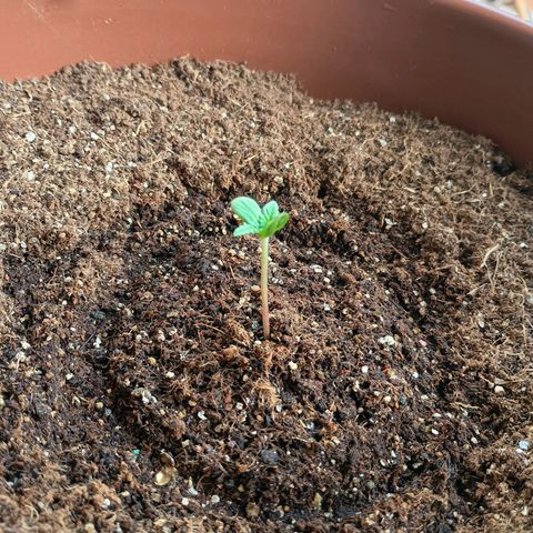 Genética desconhecida growlog photo: 6:45 a.m