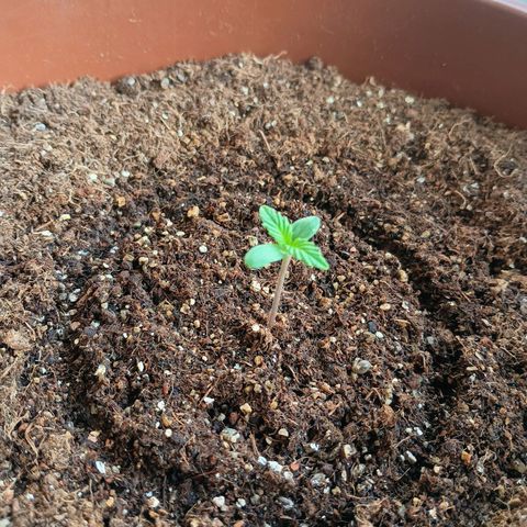 Genética desconhecida growlog photo: 6:45 a.m