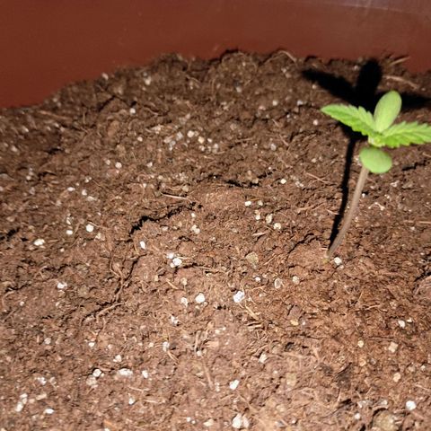 Genética desconhecida growlog photo: 22:00p.m