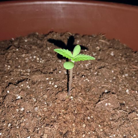 Genética desconhecida growlog photo: 22:00p.m