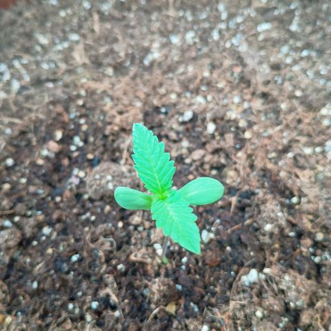 Genética desconhecida growlog photo: 6:48 a.m