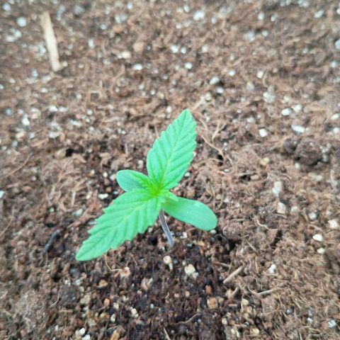 Genética desconhecida growlog photo: 6:48 a.m