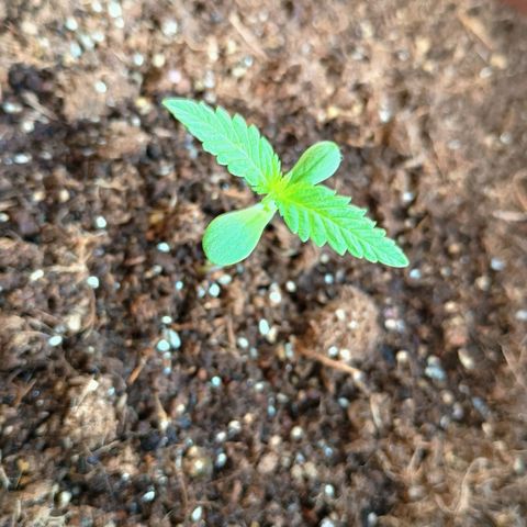 Genética desconhecida growlog photo: 6:48 a.m