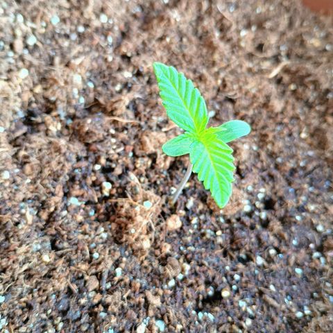 Genética desconhecida growlog photo: 6:48 a.m