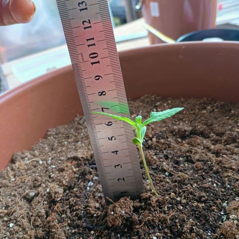 Genética desconhecida growlog timeline photo