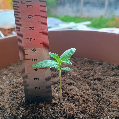 Genética desconhecida growlog timeline photo