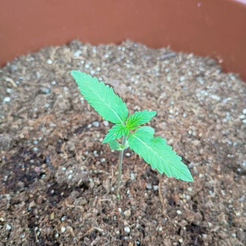 Genética desconhecida growlog timeline photo