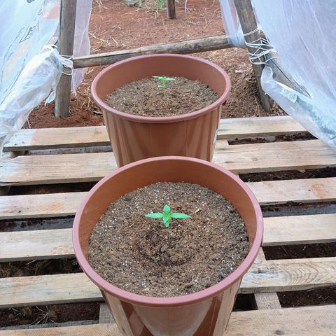 Genética desconhecida growlog timeline photo