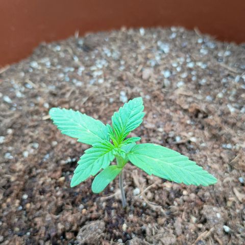 Genética desconhecida growlog timeline photo