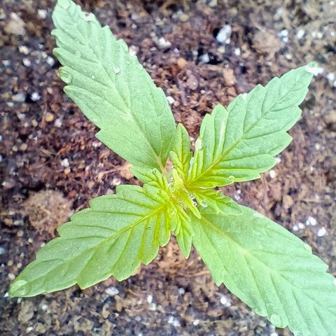 Genética desconhecida growlog timeline photo