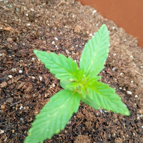 Genética desconhecida growlog timeline photo