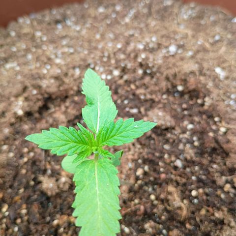 Genética desconhecida growlog timeline photo
