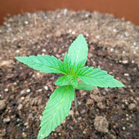 Genética desconhecida growlog timeline photo