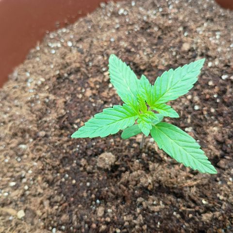 Genética desconhecida growlog photo: Northern Lights apresentando seu 1°,2° e 3° nó estimando nos próximos dias sua primeira poda TOP, como primeira experiência a melhor opção para garantir o ciclo e dois galhos centrais segundo estudos.