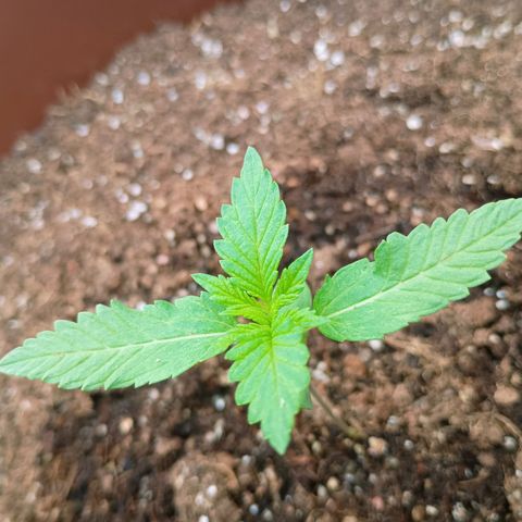 Genética desconhecida growlog photo: Northern Lights apresentando seu 1°,2° e 3° nó estimando nos próximos dias sua primeira poda TOP, como primeira experiência a melhor opção para garantir o ciclo e dois galhos centrais segundo estudos.