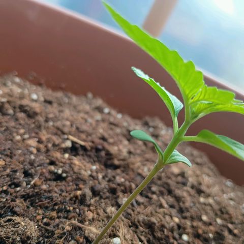 Genética desconhecida growlog photo: Northern Lights apresentando seu 1°,2° e 3° nó estimando nos próximos dias sua primeira poda TOP, como primeira experiência a melhor opção para garantir o ciclo e dois galhos centrais segundo estudos.
