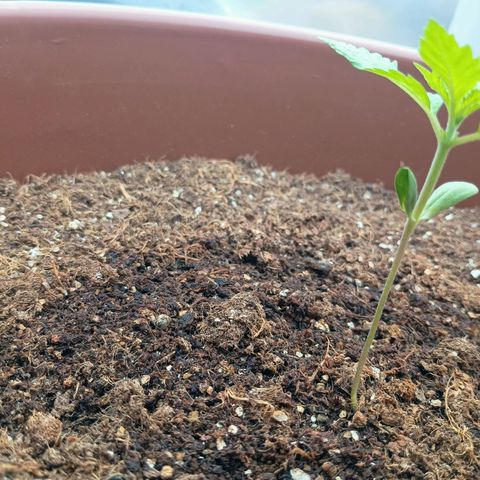 Genética desconhecida growlog photo: Northern Lights apresentando seu 1°,2° e 3° nó estimando nos próximos dias sua primeira poda TOP, como primeira experiência a melhor opção para garantir o ciclo e dois galhos centrais segundo estudos.