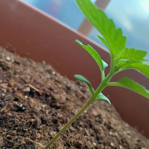 Genética desconhecida growlog photo: Northern Lights apresentando seu 1°,2° e 3° nó estimando nos próximos dias sua primeira poda TOP, como primeira experiência a melhor opção para garantir o ciclo e dois galhos centrais segundo estudos.