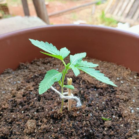 Banana Blaze growlog photo: Poda TOP (Northern Lights/Colúmbia Gold) acima do terceiro nó.
Passando o estágio para Vegetativo 
Amanhã acompanhado da rega, aumenta-se para 1l para cada planta, e com o auxílio de uma seringa inciar a aplicação de 5ml de fertilizante 10-10-10 em cada planta.