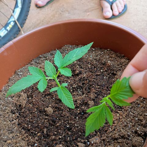 Banana Blaze growlog photo: Poda TOP (Northern Lights/Colúmbia Gold) acima do terceiro nó.
Passando o estágio para Vegetativo 
Amanhã acompanhado da rega, aumenta-se para 1l para cada planta, e com o auxílio de uma seringa inciar a aplicação de 5ml de fertilizante 10-10-10 em cada planta.