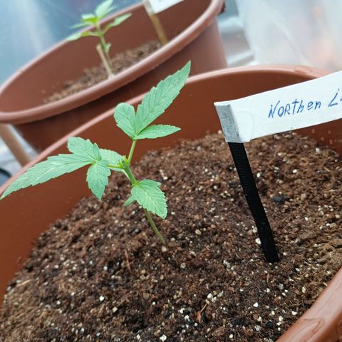 Genética desconhecida growlog photo: Northern Lights, recebendo regua de 1l com 5ml de fertilizante 10-10-10, as 8:00 a.m.
Trabalhando na poda TOP realizada ontem.