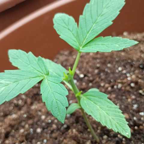 Genética desconhecida growlog photo: Northern Lights, recebendo regua de 1l com 5ml de fertilizante 10-10-10, as 8:00 a.m.
Trabalhando na poda TOP realizada ontem.