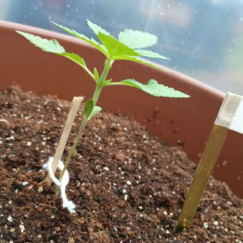 Genética desconhecida growlog photo: Colúmbia Gold, recebeu 1l de rega com 5ml de fertilizante 10-10-10
Trabalhando da poda TOP realizada ontem.
Já desmontrando uma esticada com o auxílio do palito.