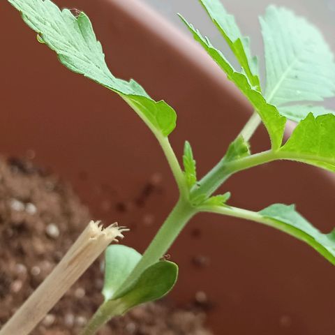 Genética desconhecida growlog photo: Colúmbia Gold, recebeu 1l de rega com 5ml de fertilizante 10-10-10
Trabalhando da poda TOP realizada ontem.
Já desmontrando uma esticada com o auxílio do palito.