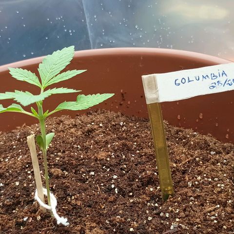 Genética desconhecida growlog photo: Colúmbia Gold, recebeu 1l de rega com 5ml de fertilizante 10-10-10
Trabalhando da poda TOP realizada ontem.
Já desmontrando uma esticada com o auxílio do palito.