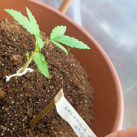 Banana Blaze growlog photo: Progresso no crescimento 