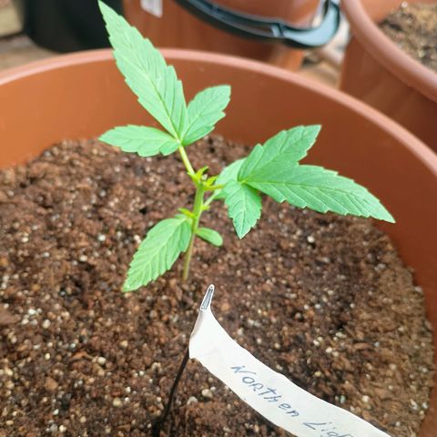 Banana Blaze growlog photo: Progresso no crescimento 
