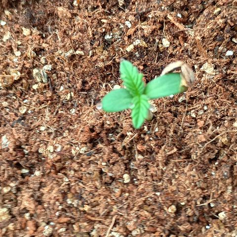 Banana Blaze growlog timeline photo