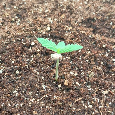 Banana Blaze growlog timeline photo