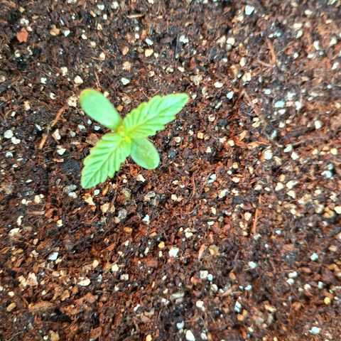 Banana Blaze growlog timeline photo
