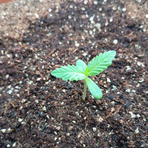 Banana Blaze growlog timeline photo