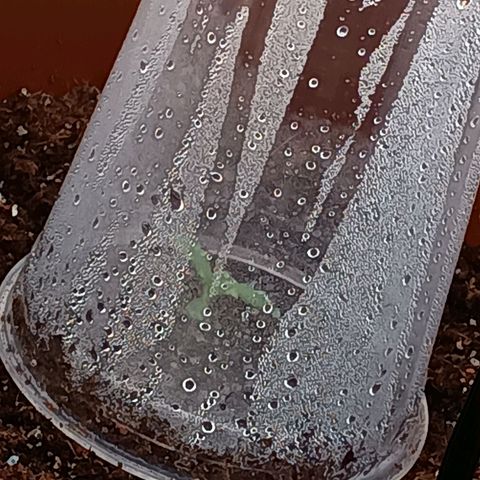 Banana Blaze growlog timeline photo