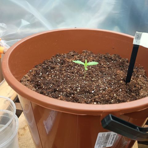 Banana Blaze growlog timeline photo