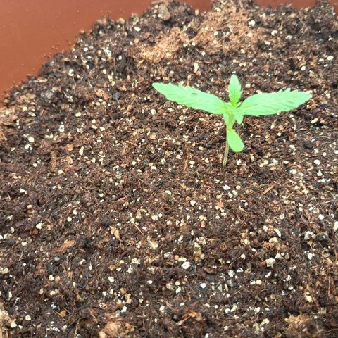 Banana Blaze growlog timeline photo