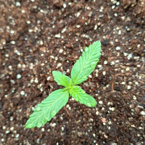 Banana Blaze growlog timeline photo