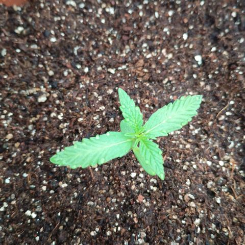Banana Blaze growlog timeline photo