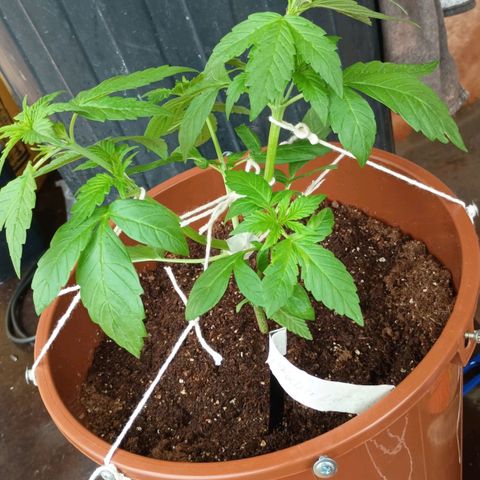 Genética desconhecida growlog timeline photo