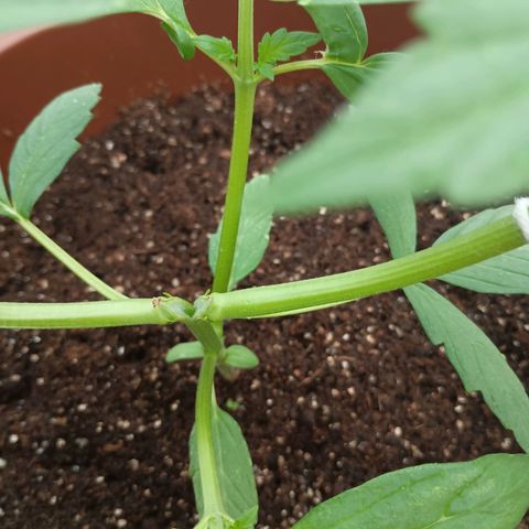 Genética desconhecida growlog photo: NorthernLigths partiu seu interior estimulado pela tensão do LST, foi necessário unir os galhos e fazer um curativo obrigadando alguns ajustes