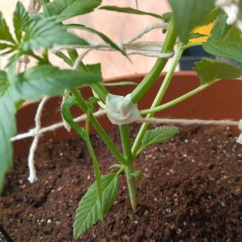 Genética desconhecida growlog timeline photo