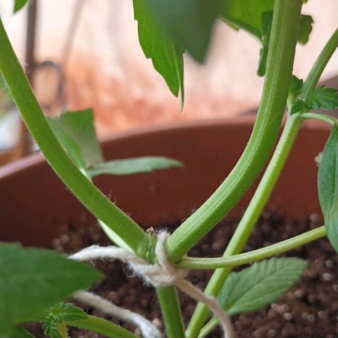 Genética desconhecida growlog timeline photo