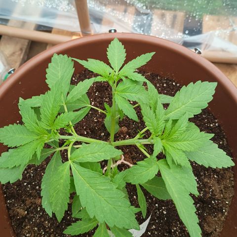 Genética desconhecida growlog photo: Colúmbia Gold, LST