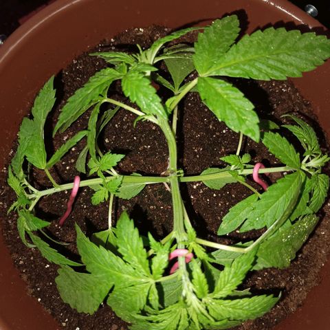 Genética desconhecida growlog photo: Colúmbia Gold LST