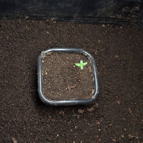 MJ 1702 - Auto XXL growlog timeline photo